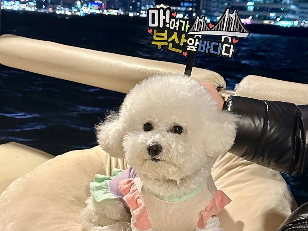 부산요트투어 광안리 해변출발 해운대 더베이101 야경 폭죽 드론쇼 예약 소인 주간 위드요트 상세 이미지 8